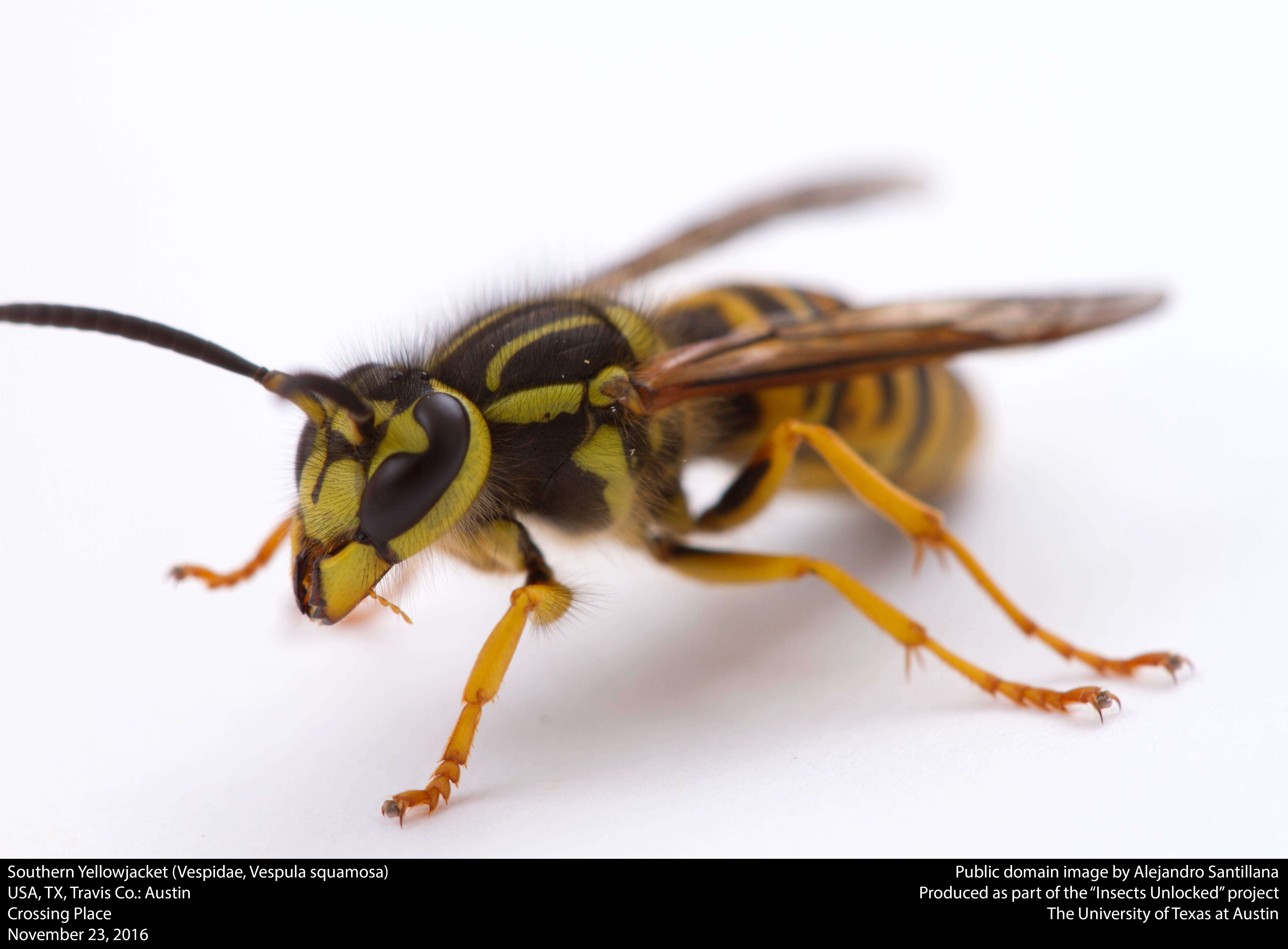 Vespula squamosa (Drury 1770) resmi