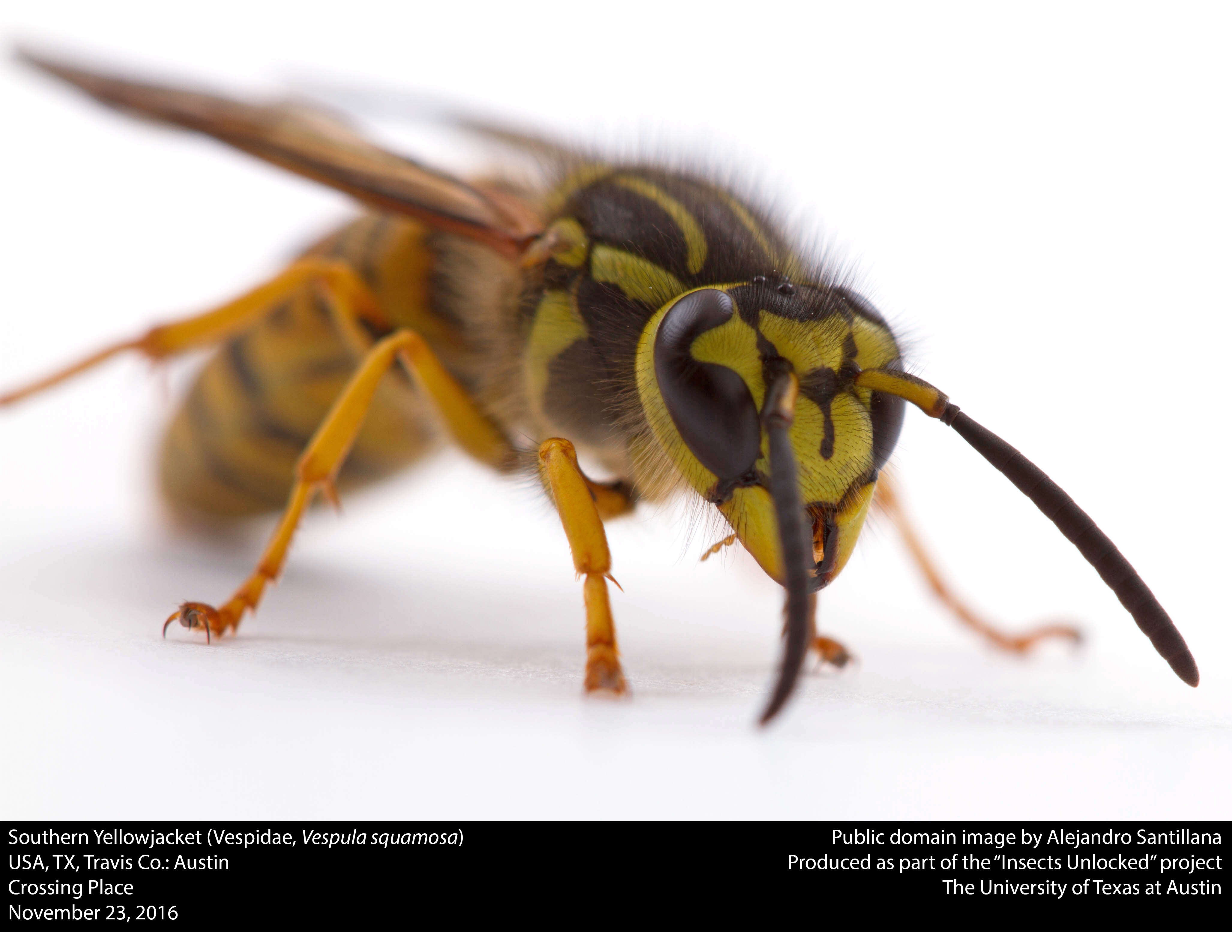 Vespula squamosa (Drury 1770) resmi