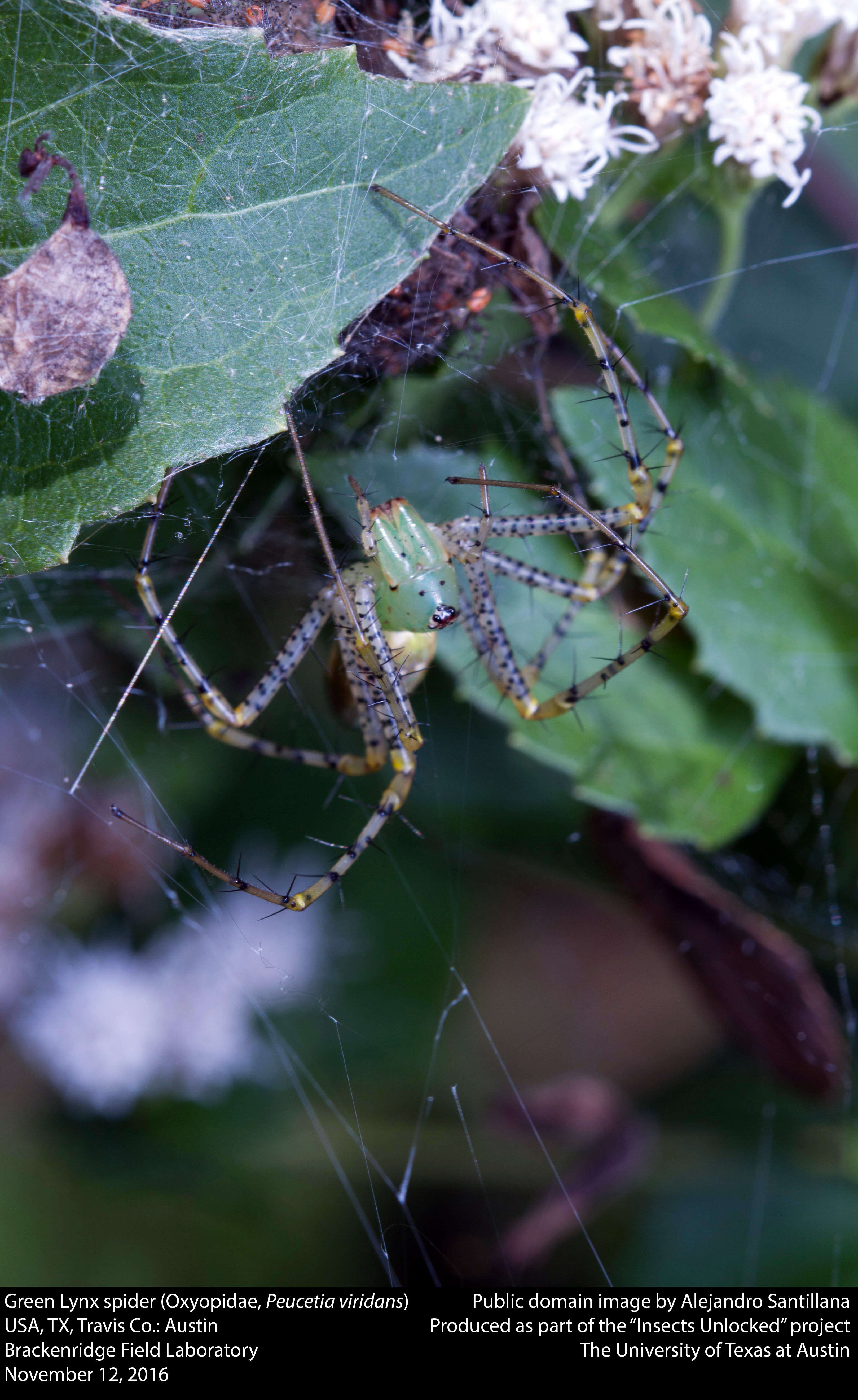 Image of Peucetia