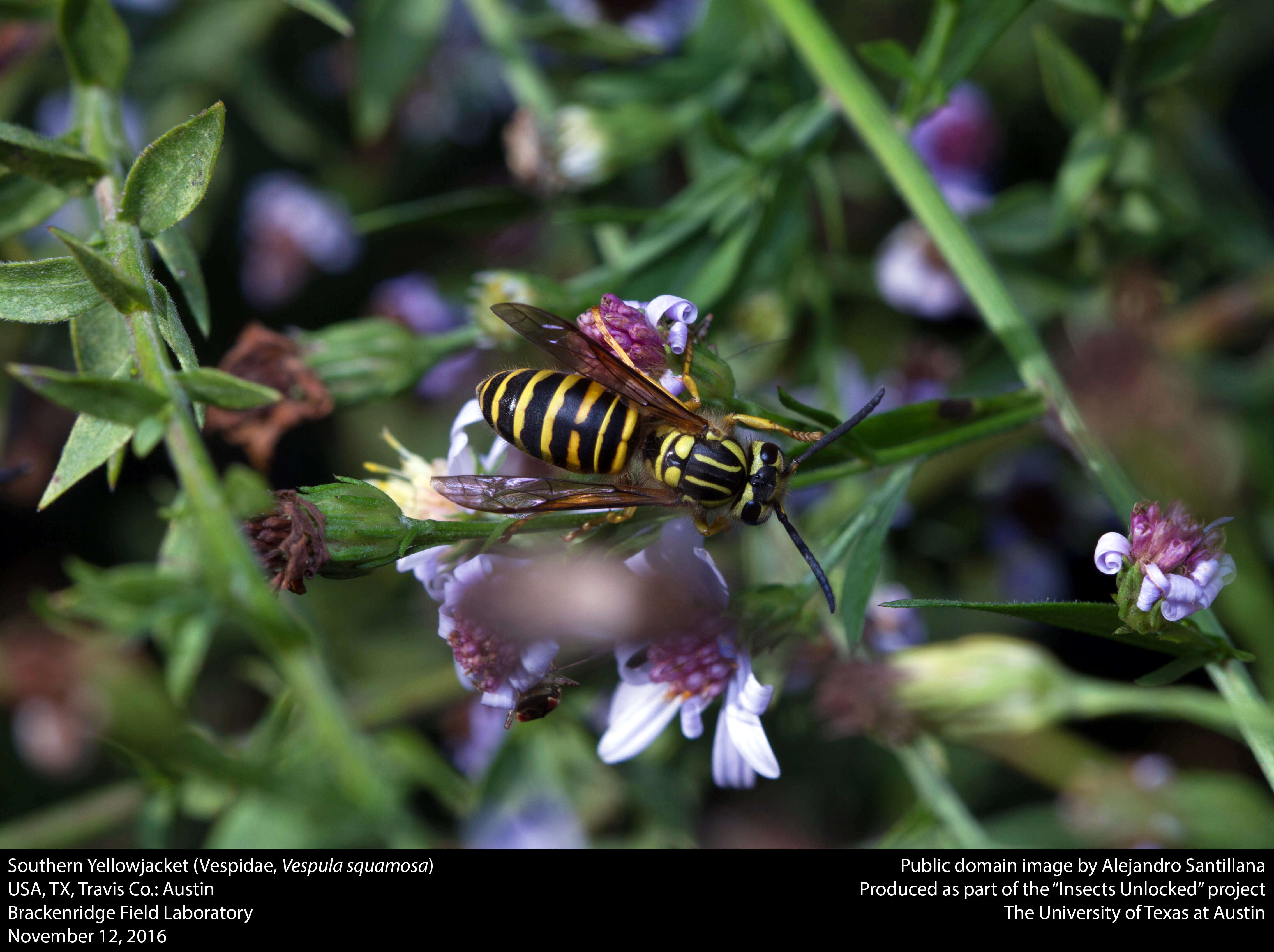 Vespula squamosa (Drury 1770) resmi