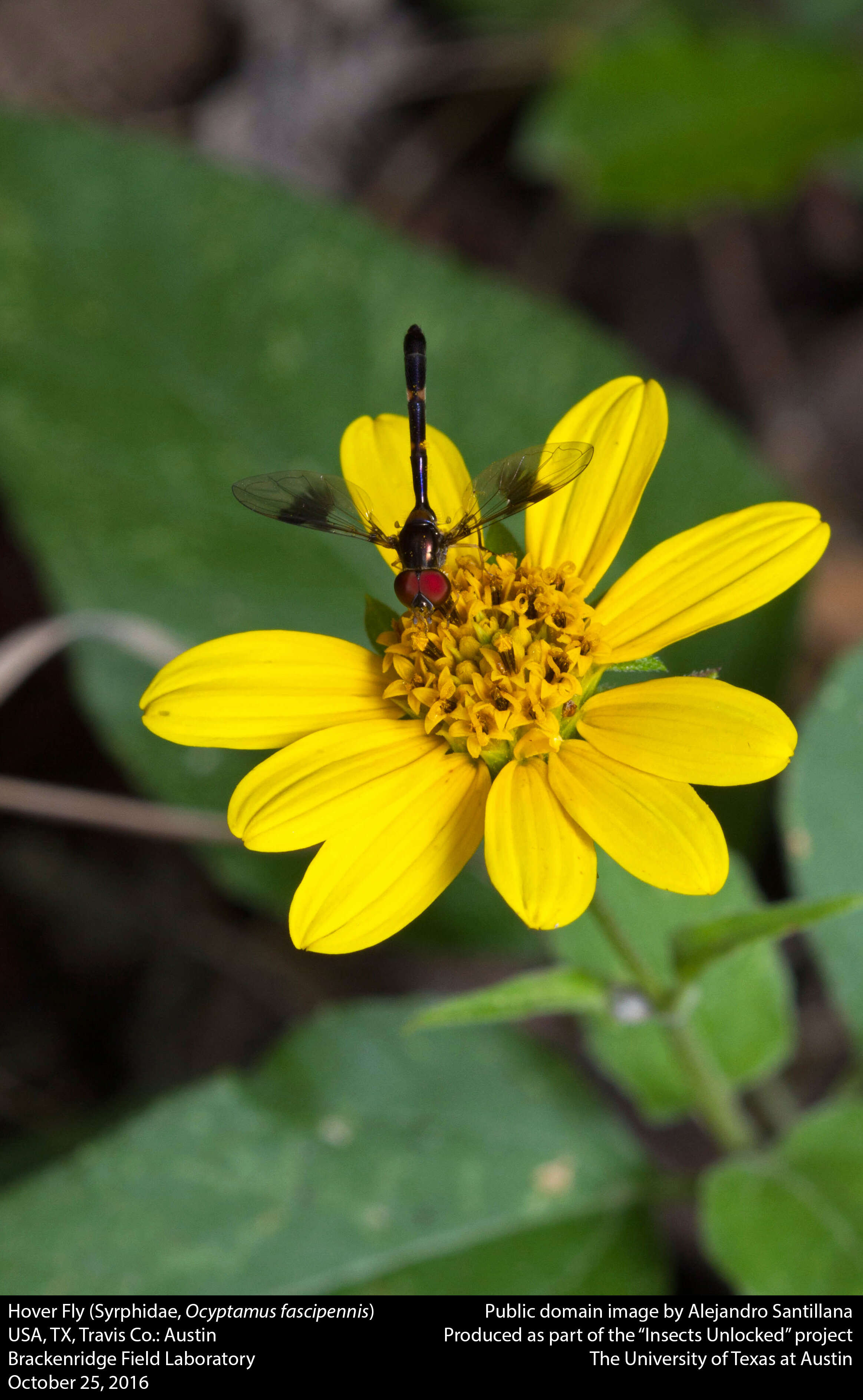 صورة Ocyptamus fuscipennis (Say 1823)