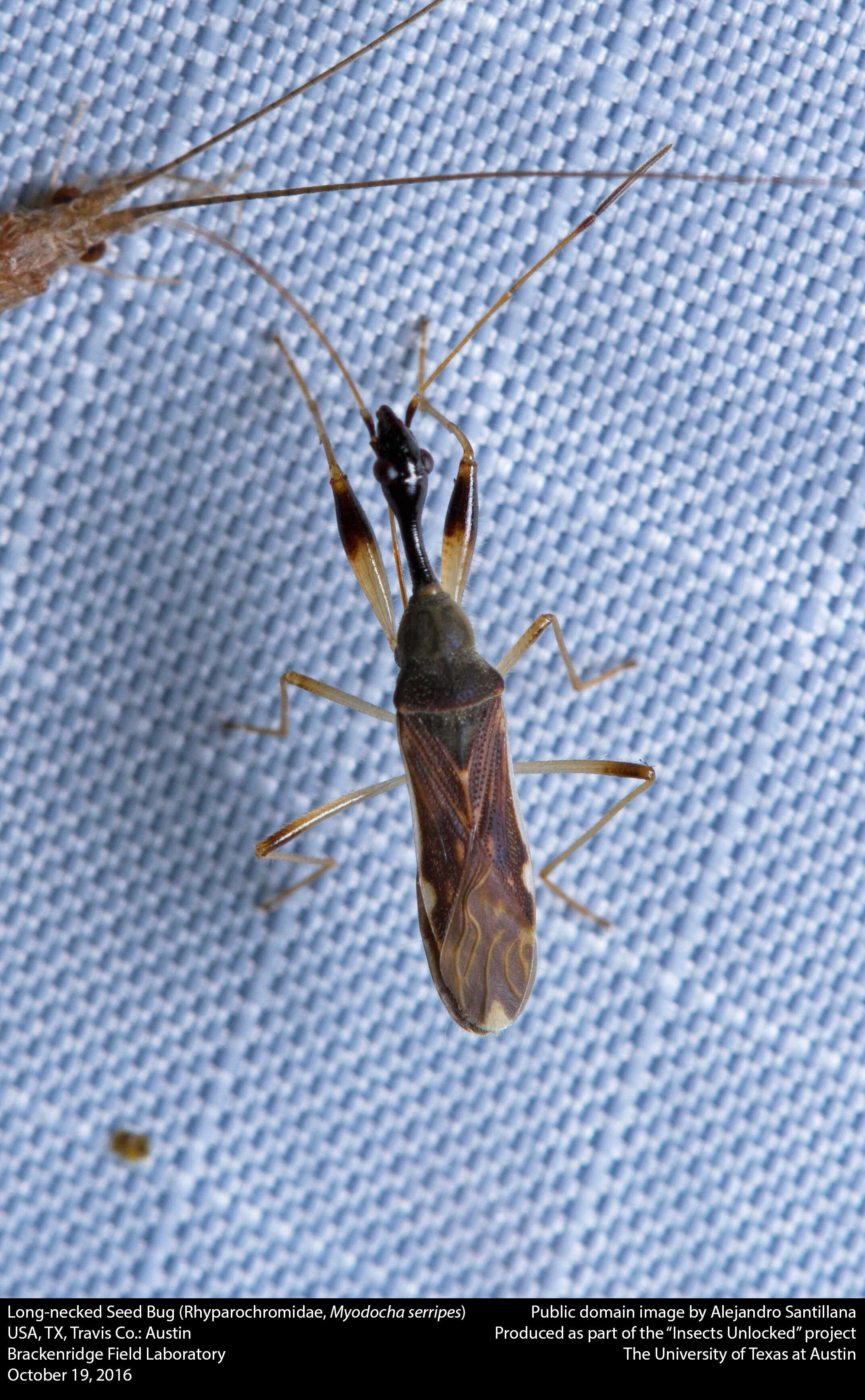 Image of Long-necked Seed Bugs