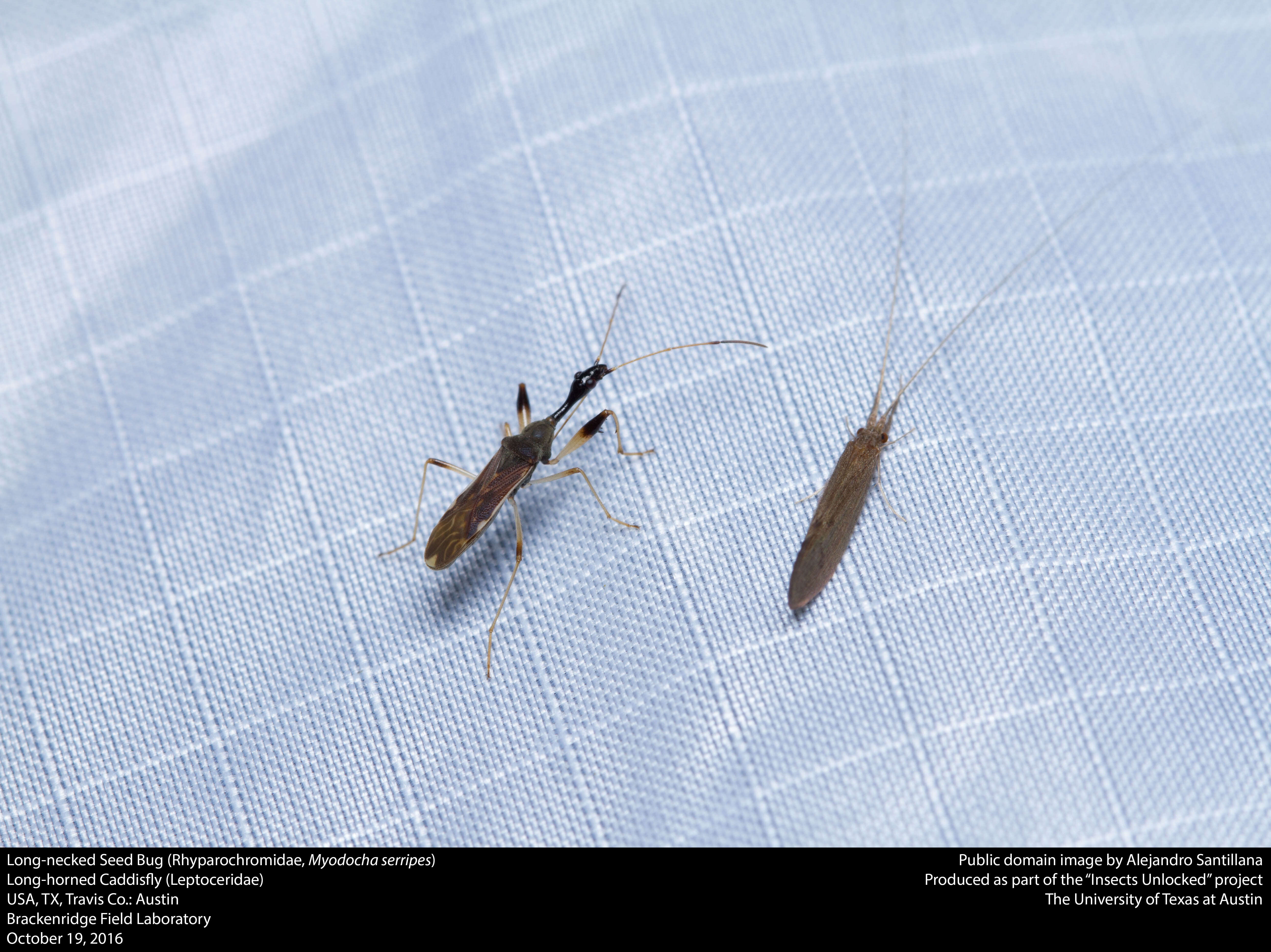 Image of Long-necked Seed Bugs