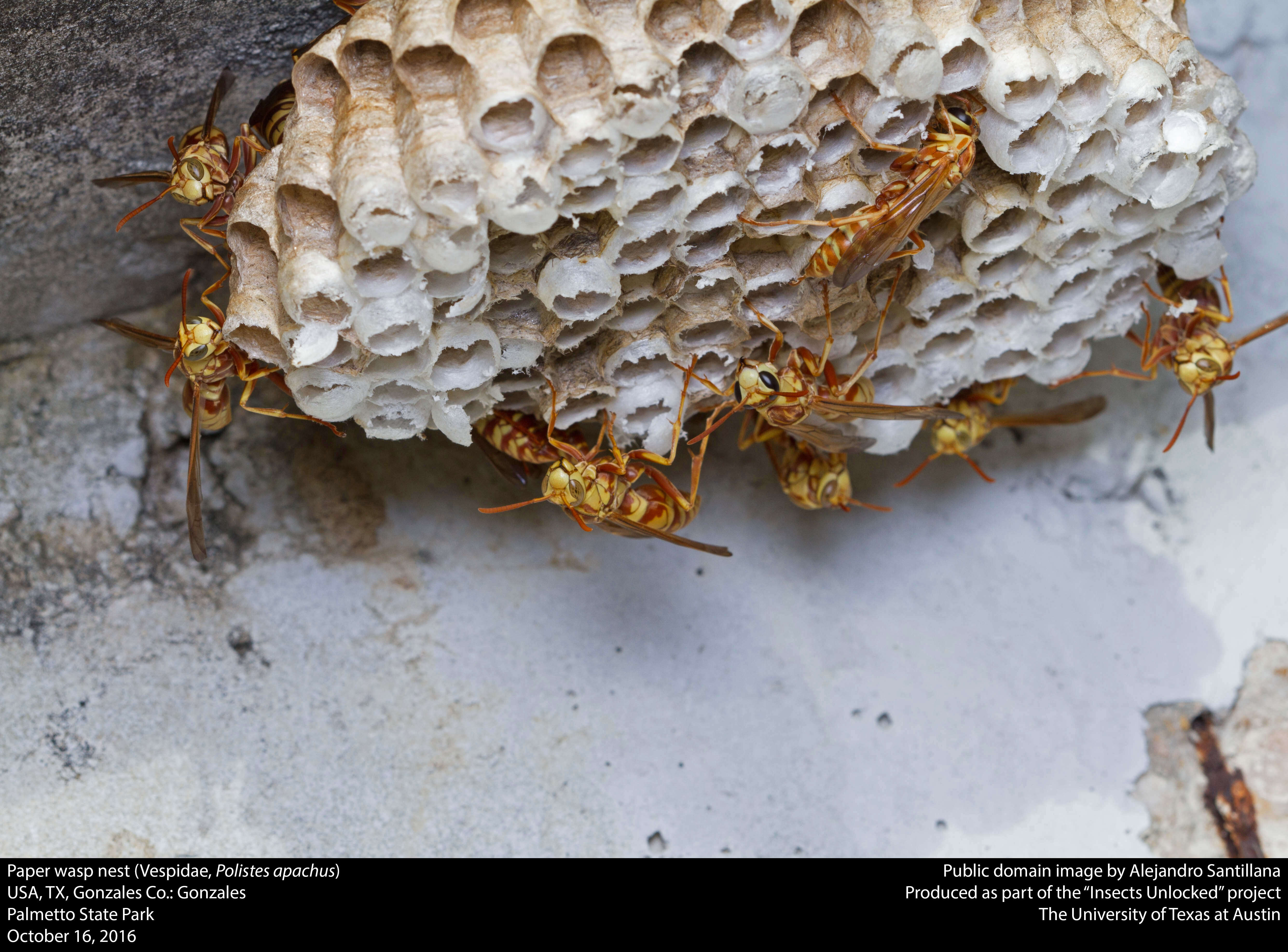 Image de Polistes apachus de Saussure 1857