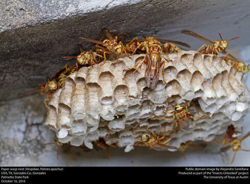 Image of Polistes apachus de Saussure 1857