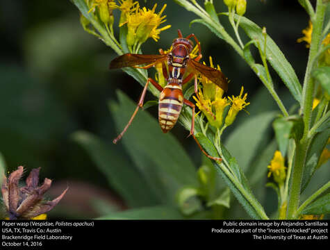 Image of Polistes apachus de Saussure 1857