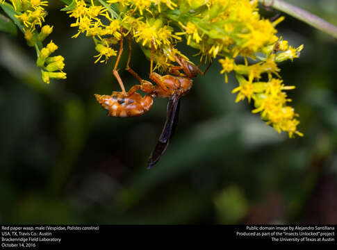 Image of Red Wasp