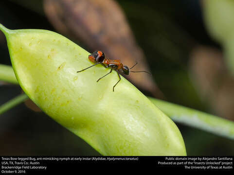 Image of Texas Bow-legged Bug