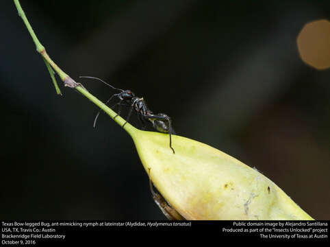 Hyalymenus (Tivarbus) tarsatus (Fabricius 1803)的圖片