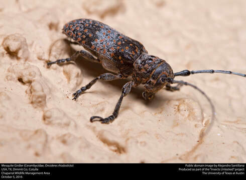 Image of Mesquite Girdler