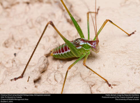 Image of Chestnut Short-wing Katydid