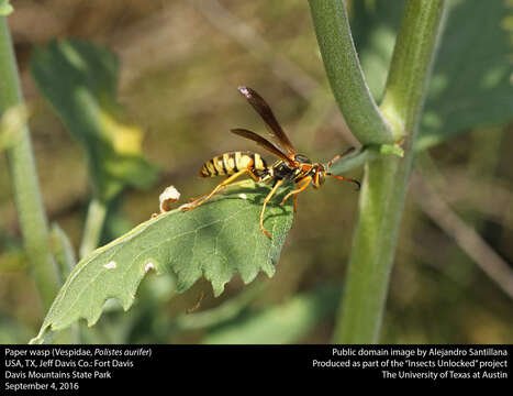 Image of Wasp