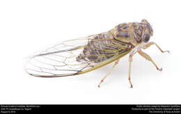 Image of Annual or Dogday Cicadas