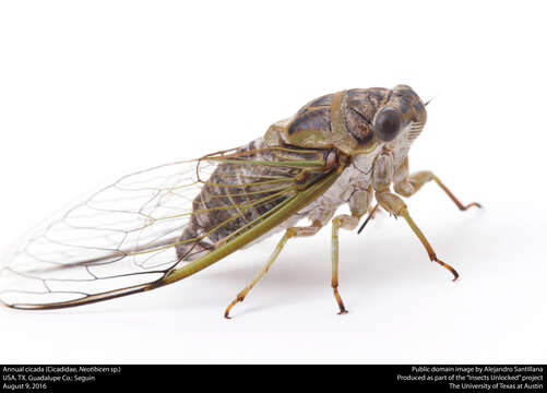 Image of Annual or Dogday Cicadas