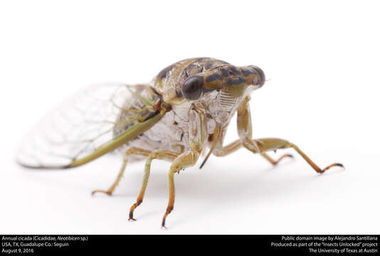 Image of Annual or Dogday Cicadas