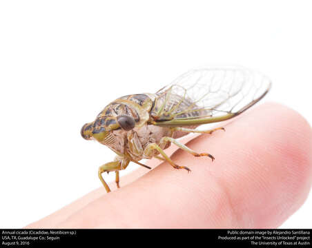 Image of Annual or Dogday Cicadas