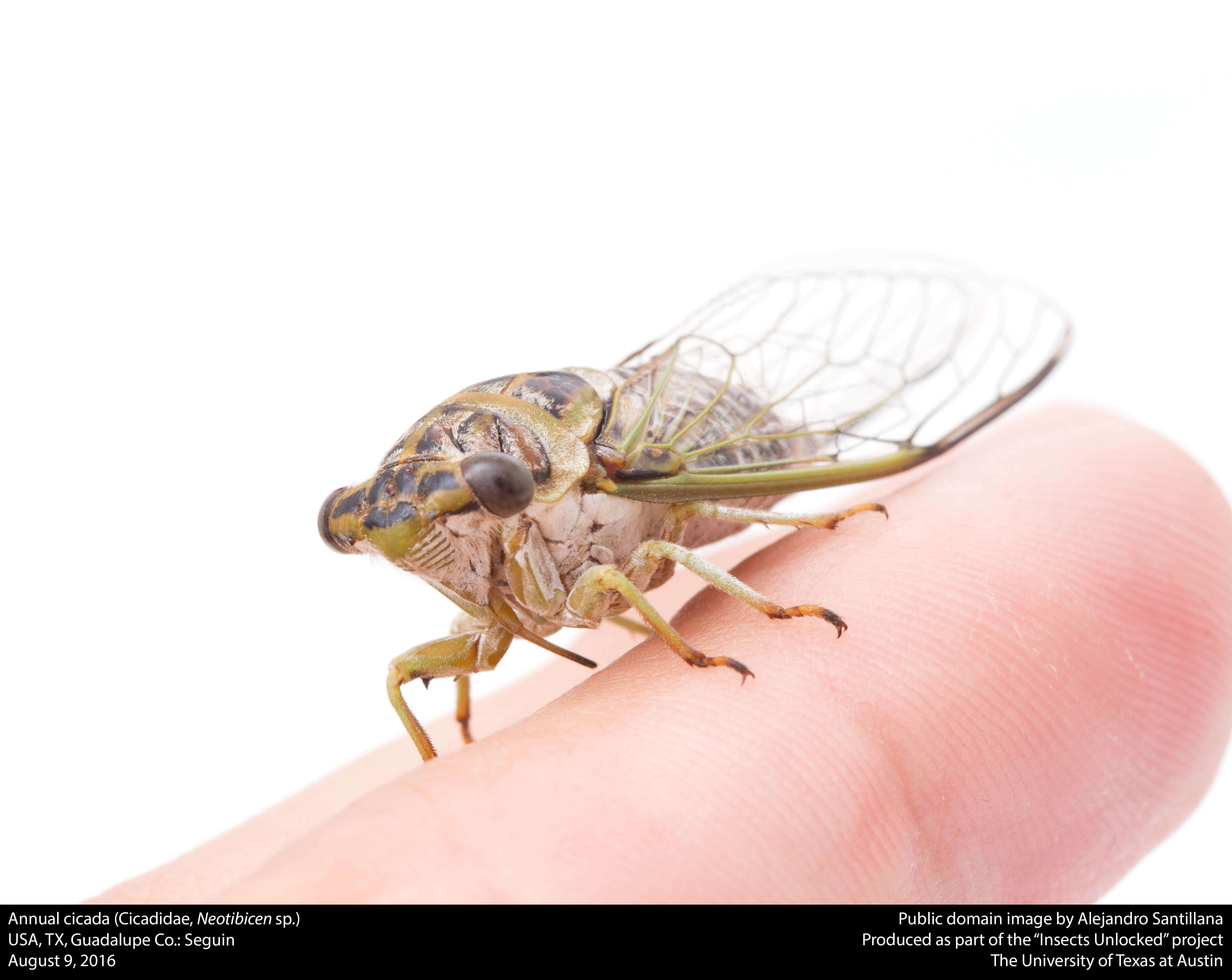 Image of Annual or Dogday Cicadas