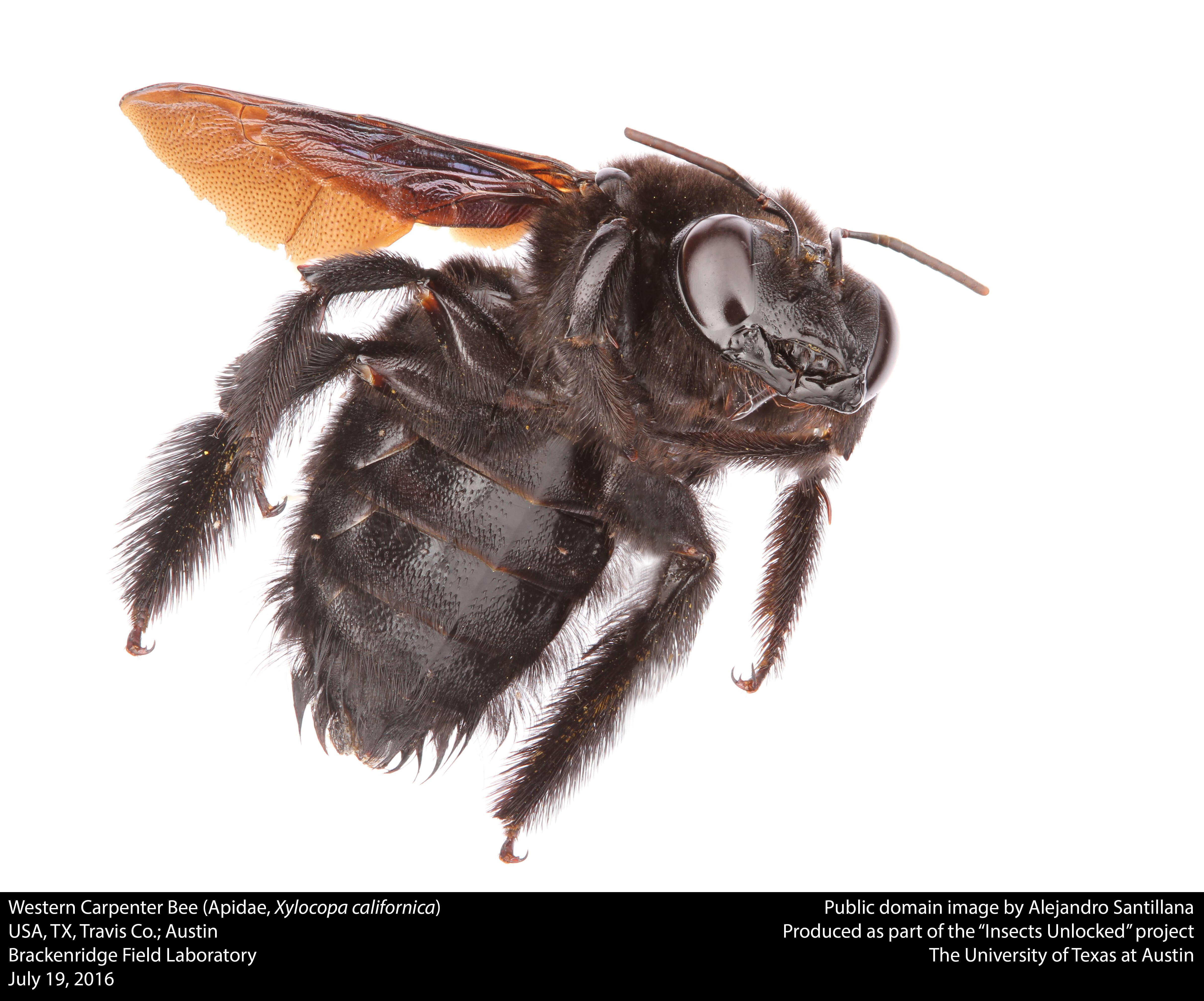 Image of Western Carpenter Bee