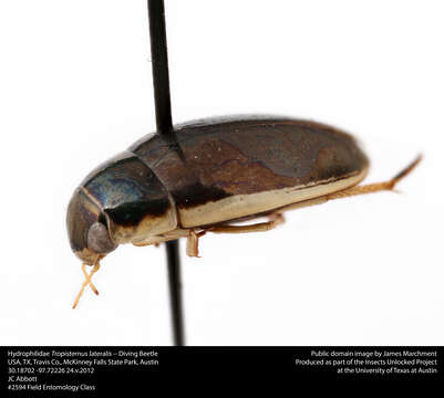 Image of water scavenger beetles