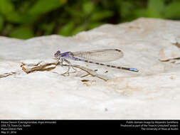 Image de Argia immunda (Hagen 1861)