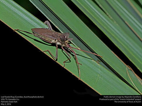 Image of Acanthocephala declivis (Say 1832)