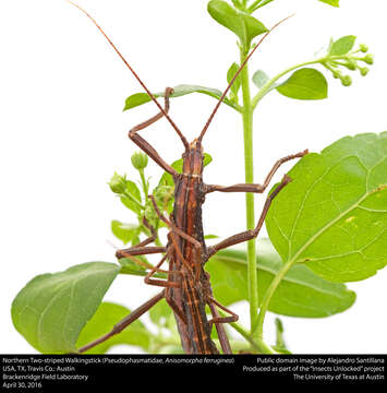 Image of Northern Two-striped Walkingstick