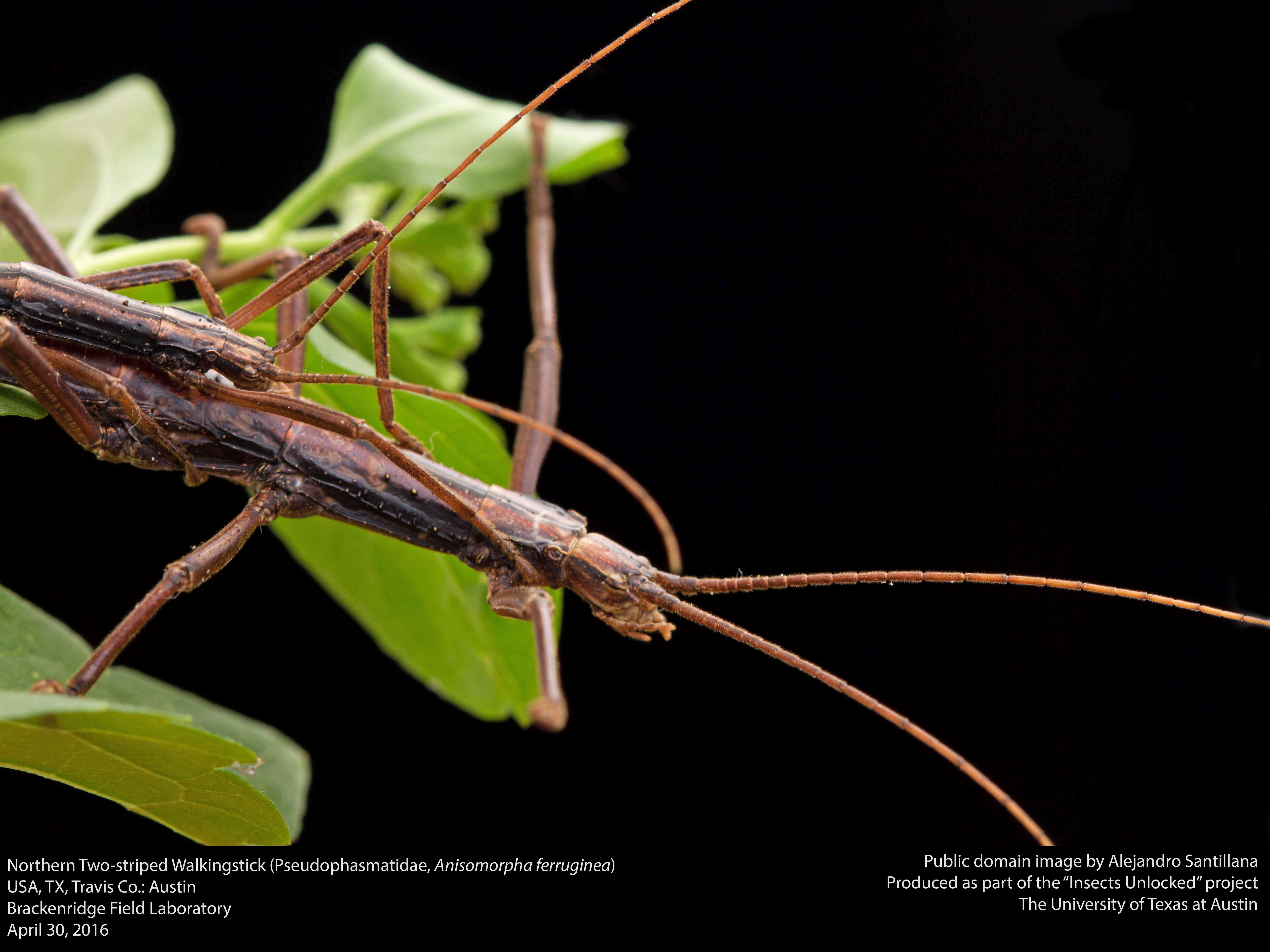 Image of Northern Two-striped Walkingstick