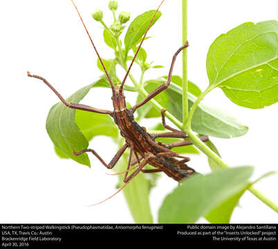 Image of Northern Two-striped Walkingstick