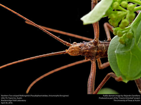 Image of Northern Two-striped Walkingstick