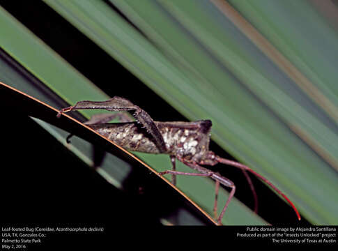 Image of Acanthocephala declivis (Say 1832)