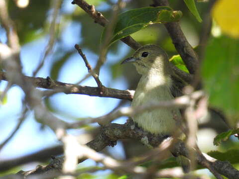 Image of Plain Flowerpecker