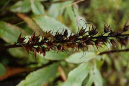 Imagem de Digitalis canariensis L.