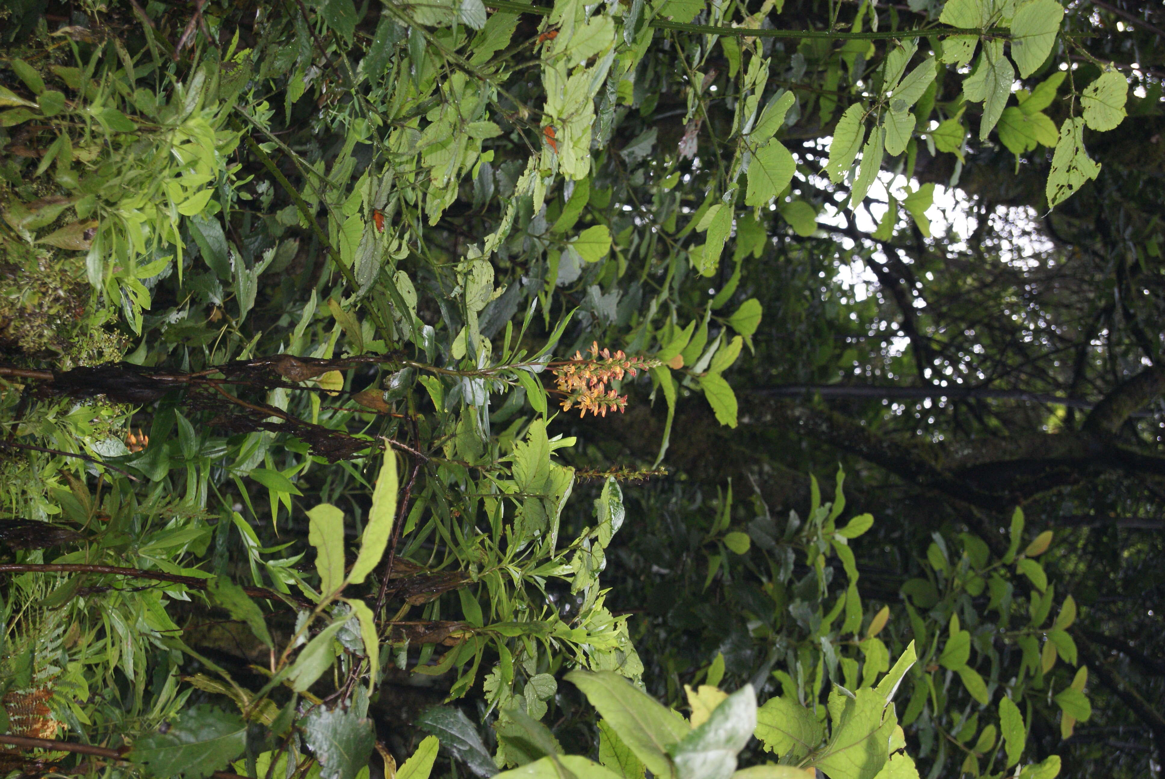 Imagem de Digitalis canariensis L.