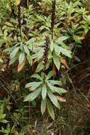 Imagem de Digitalis canariensis L.