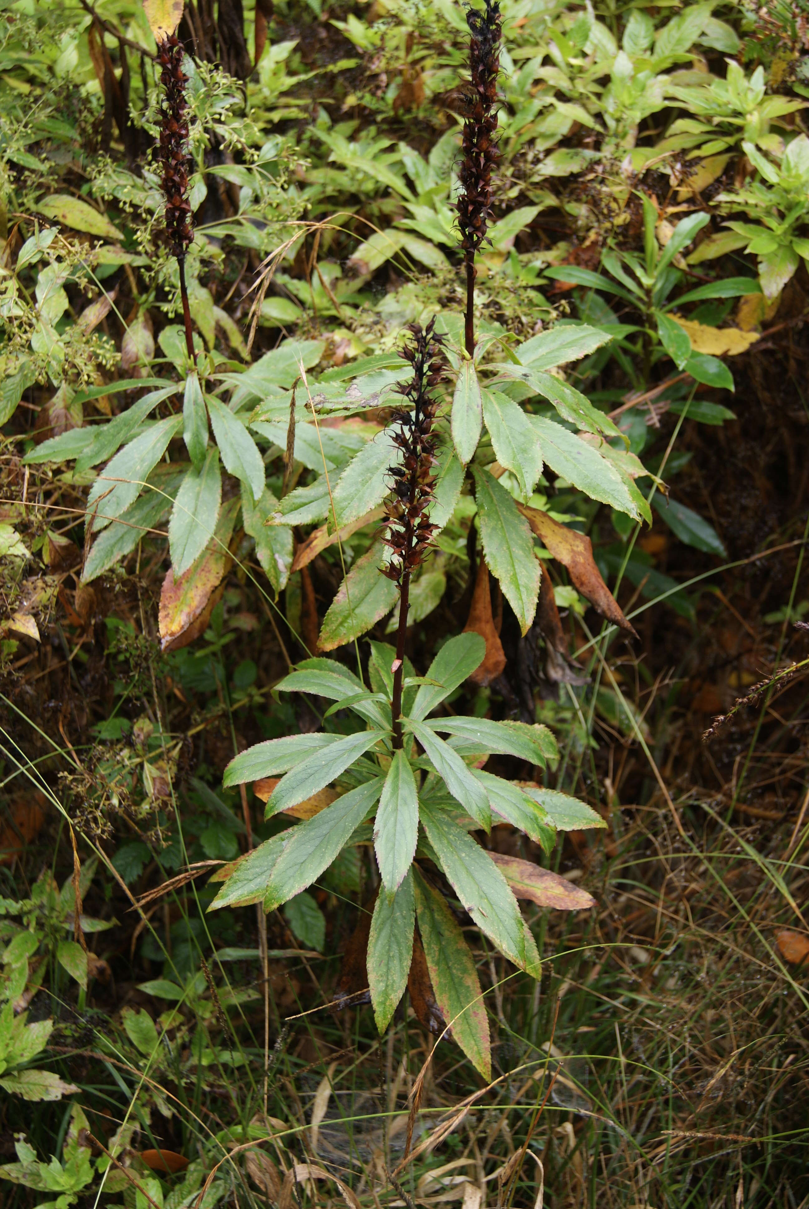 Imagem de Digitalis canariensis L.