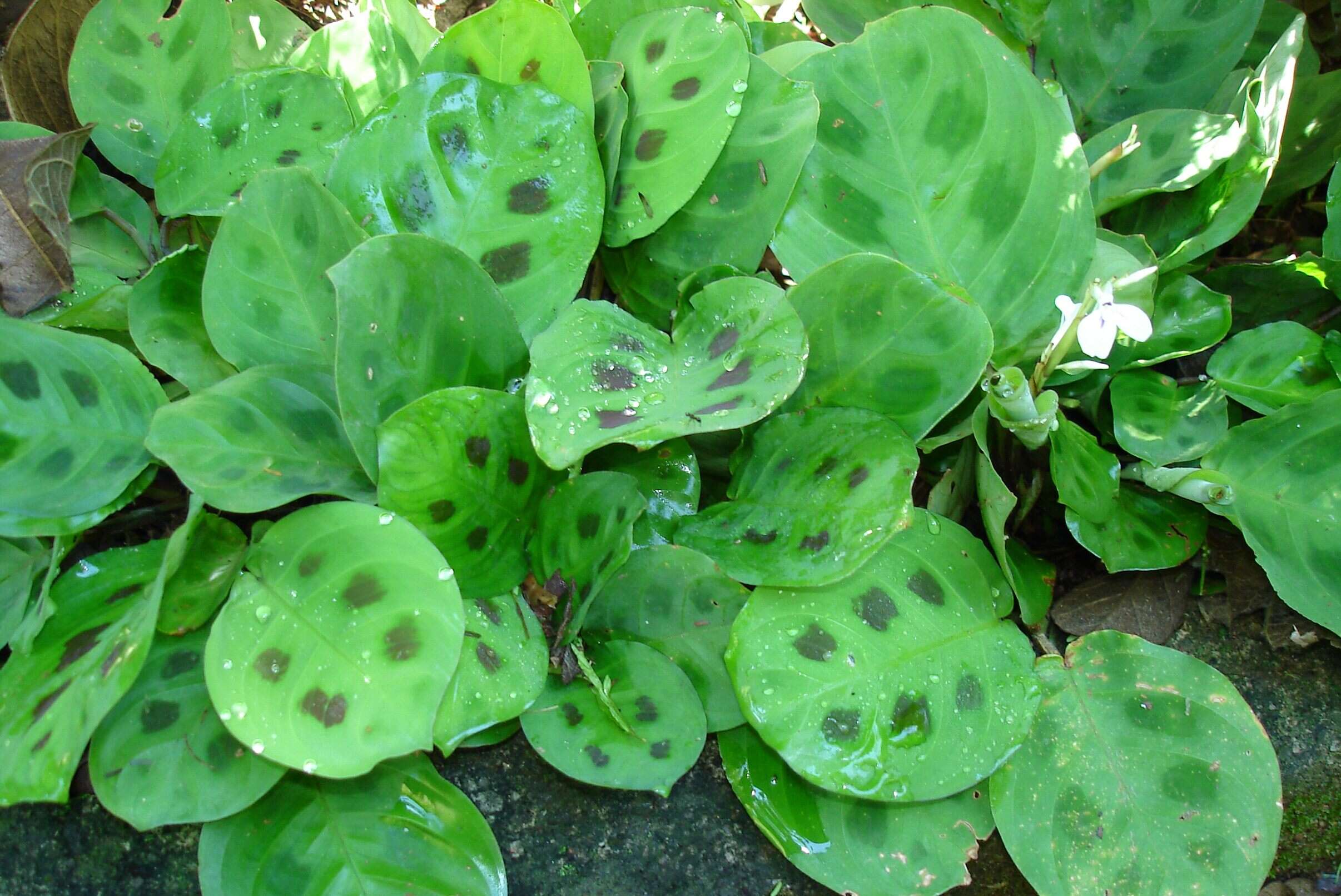 Image of prayerplant