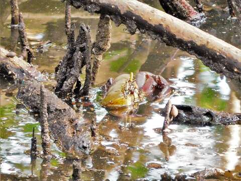 Ucides cordatus (Linnaeus 1763) resmi