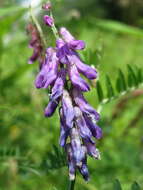 Image of bird vetch