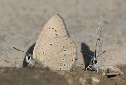 Image of Polyommatus admetus (Esper (1783))