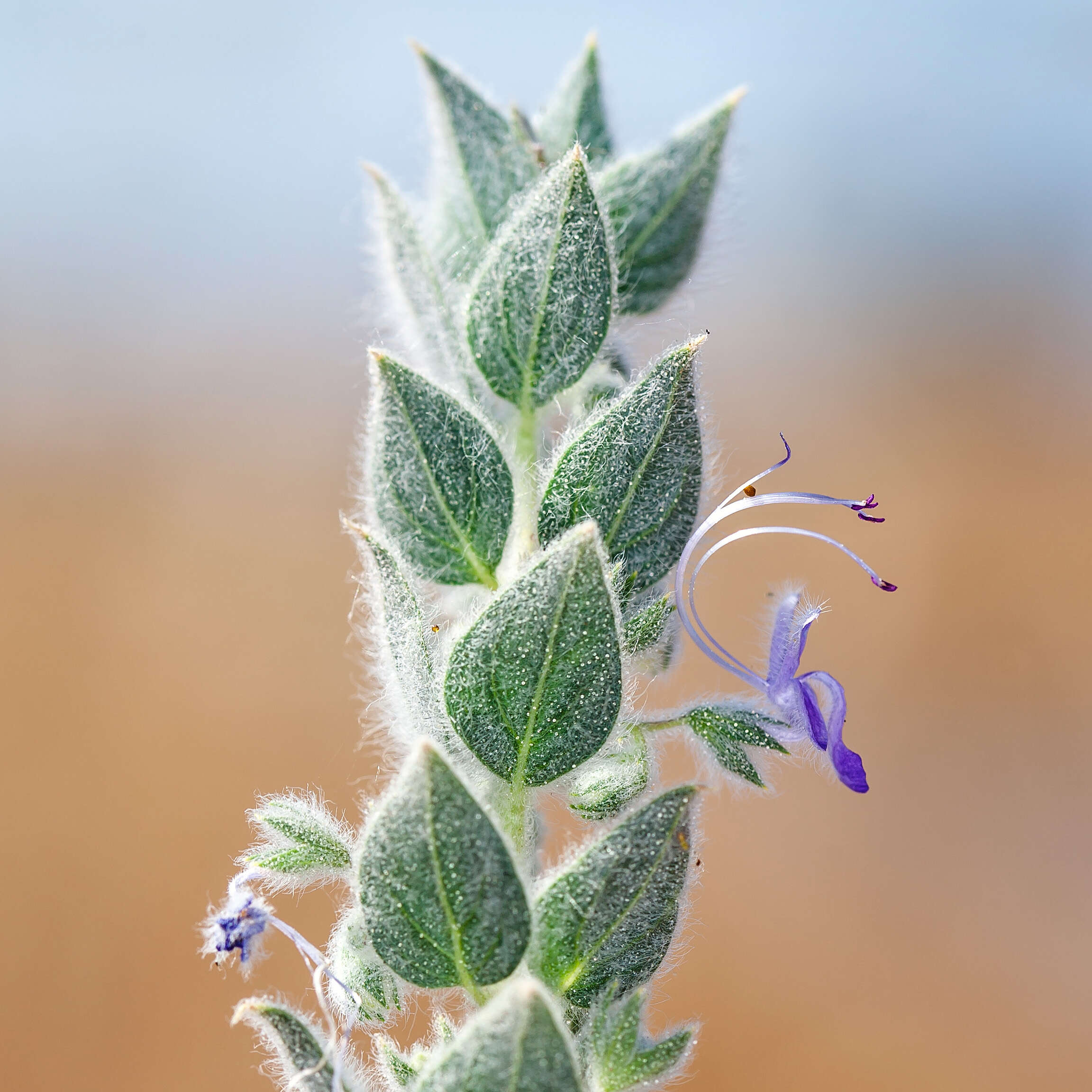 Trichostema ovatum Curran resmi