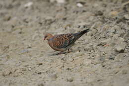 Image of Oriental Turtle Dove