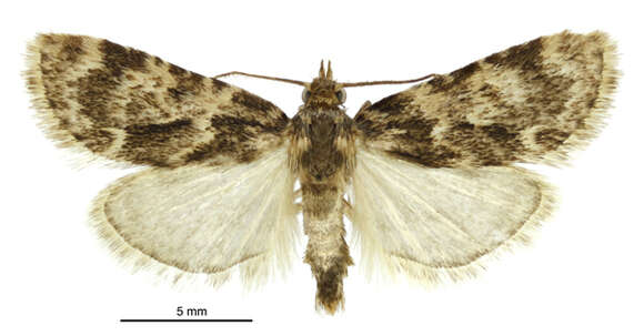 Image of Meal Moth