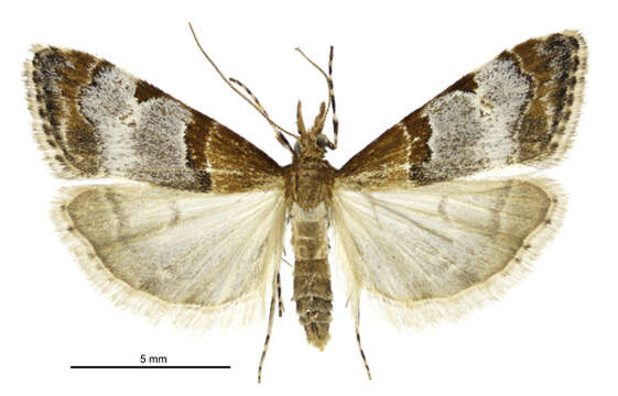 Image de Antiscopa epicomia Meyrick 1885