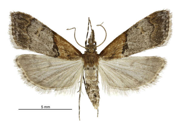 Image de Antiscopa epicomia Meyrick 1885