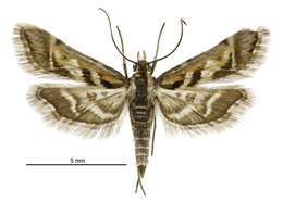 Sivun Diasemia grammalis Doubleday 1843 kuva