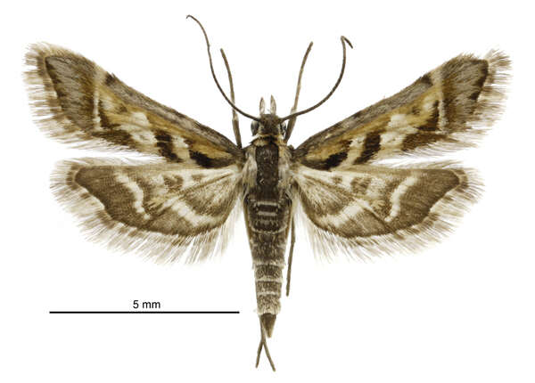 Sivun Diasemia grammalis Doubleday 1843 kuva