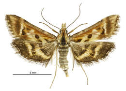 Sivun Diasemia grammalis Doubleday 1843 kuva