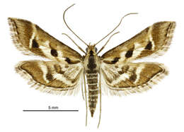 Sivun Diasemia grammalis Doubleday 1843 kuva