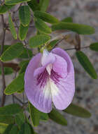 Plancia ëd Clitoria fragrans Small