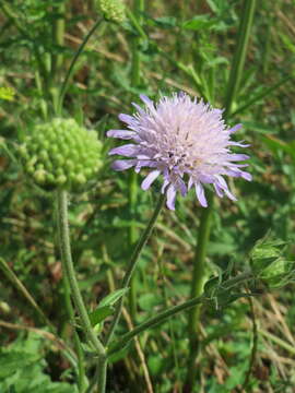 Слика од Knautia arvensis (L.) Coulter